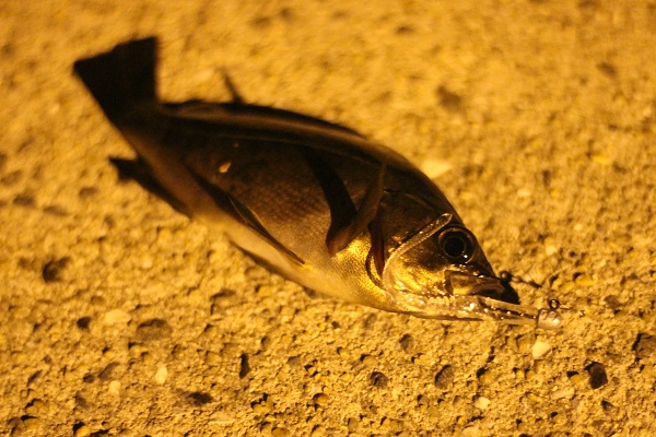 三池港で釣れたメバル