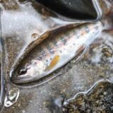 佐賀県の嘉瀬川で釣れたヤマメ